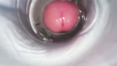 Amateur Big Cock Handjob Masturbation