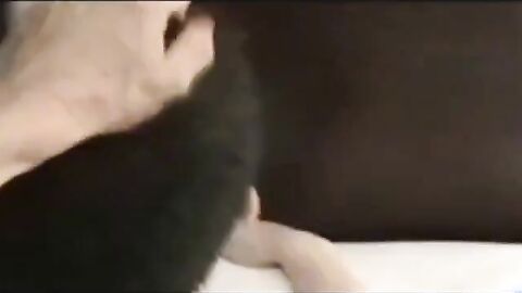 Daddy Barebacks a Boy with His Big Cock