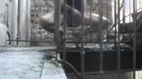 Homeless Big-Cock Amateur Masturbating