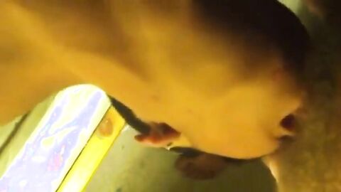 Twink Blows Daddy's Dick