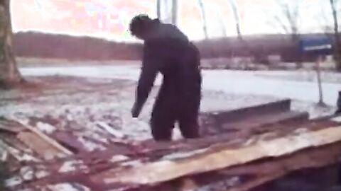 Silver Fox Strokes Wood at the Sawmill