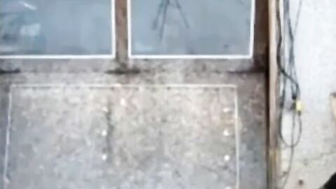 Silver Fox Strokes Wood at the Sawmill