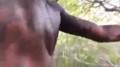 Big Black Cock Breeds White Hole Outdoors