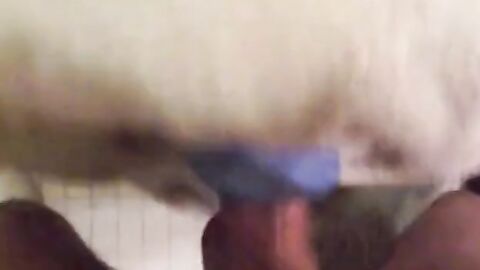 Hunk Humps Pillow to Hands-Free Orgasm