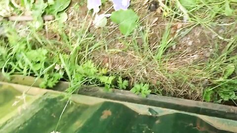 Playing with my big hard cock outdoors!