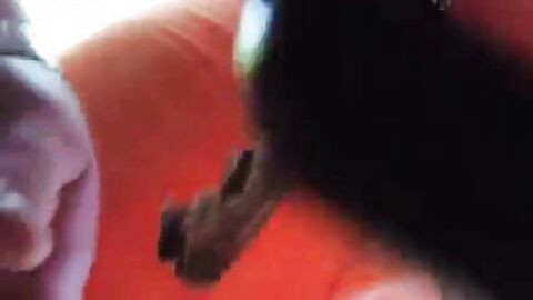 Bearded Daddy Sucks Outdoors