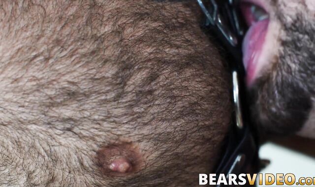 Inked bear Atlas Grant hard bareback banging chubby gay