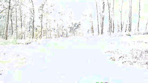 Portuguese Bear Strips and Shows His Big Cock