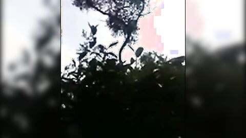 Big-Cock Latino Public Forest Masturbation Solo