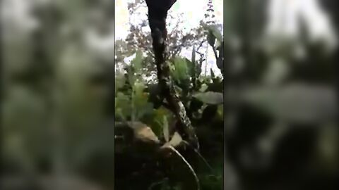 Big-Cock Latino Public Forest Masturbation Solo