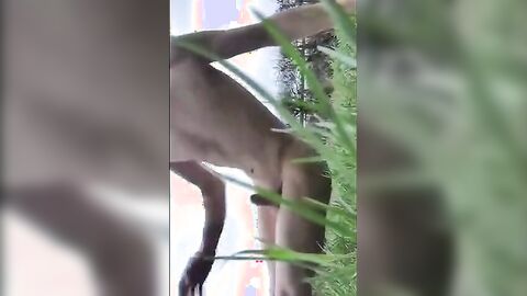 College Jock Strips and Jerks Outside