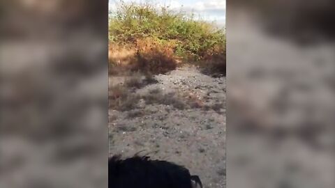 Sucking Dick on the Beach