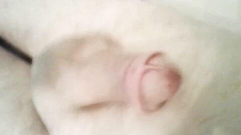 Small Cock Handjob Massage