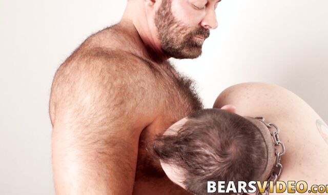 Big bear Brad Kalvo drills Dean Gauge bare after blowjobs