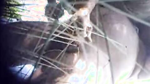 Hairy Outdoor Adventure with a Silver Fox