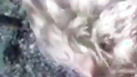 Fat Outdoor Amateur Blowjob