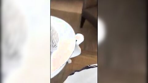 Black Guy Gives Head to a Hung White Boy