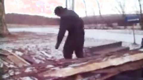 Silver Fox Strokes Wood at the Sawmill
