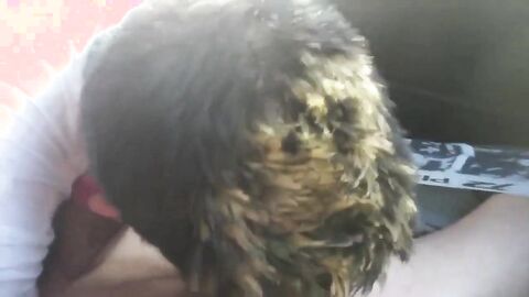 Big Cock Blowjob in a Car