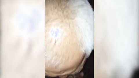 Amateur Asian Daddy Blowjob
