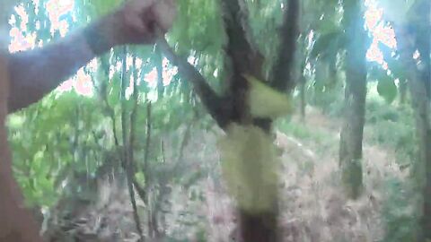 Outdoor Masturbation in Cornfield & Woods
