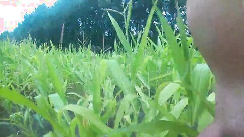 Outdoor Masturbation in Cornfield & Woods
