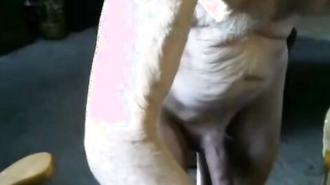 Grandpa's Big Cock Webcam Show